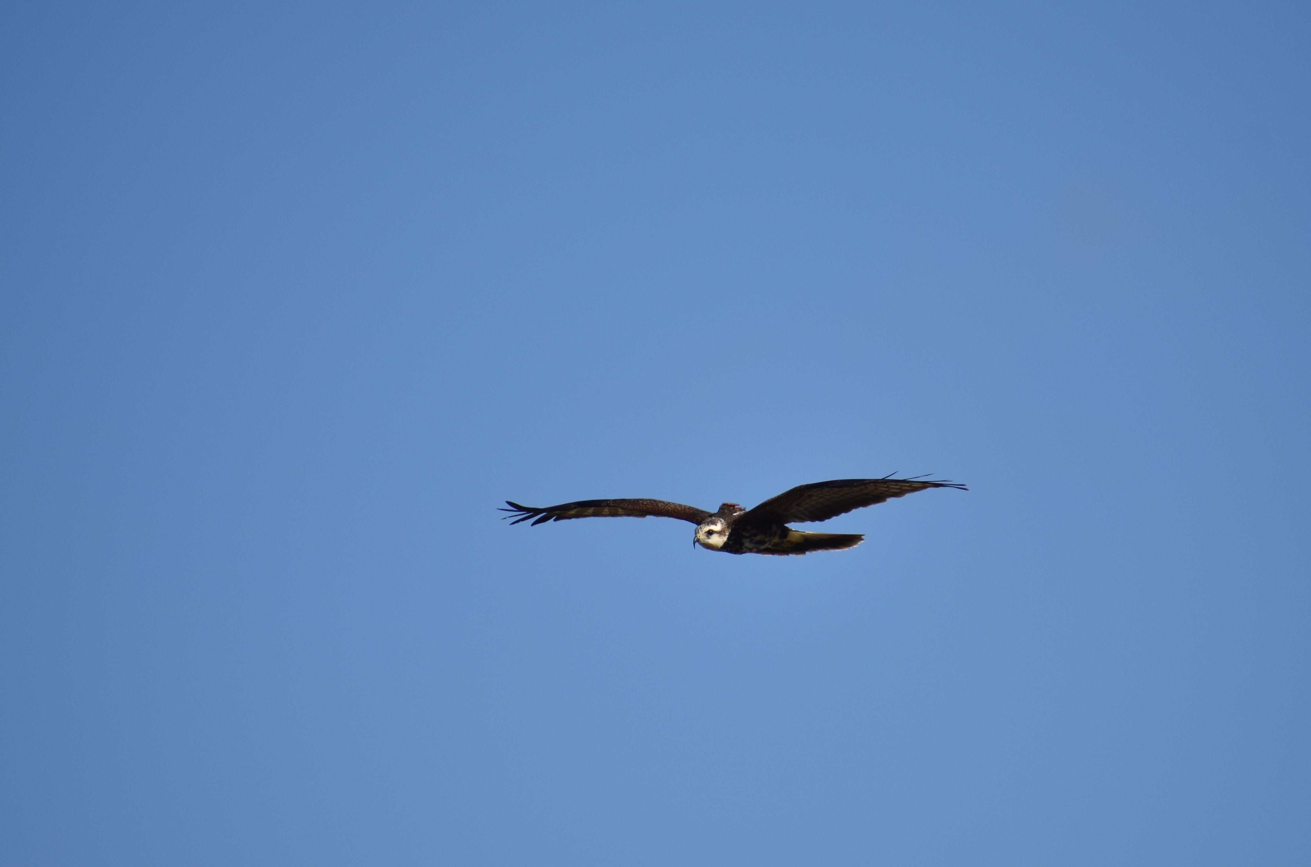 A bird in flight with something on its back